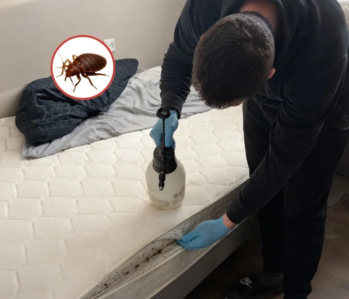Technicien traitant un matelas contre les punaises de lit à Saulx-Marchais